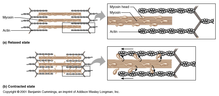 actin and mysin