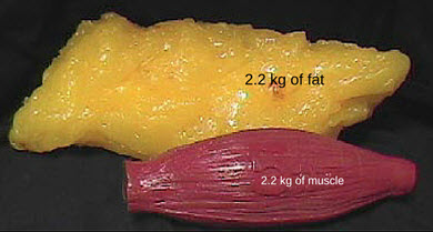 Muscle does not weigh more than fat